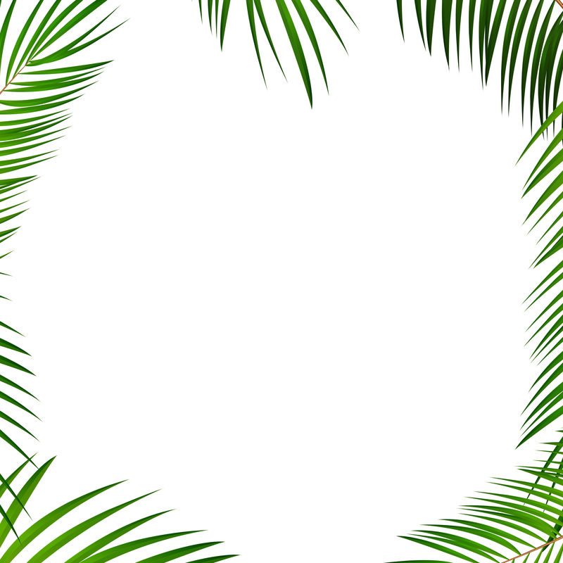 棕榈叶背景向量