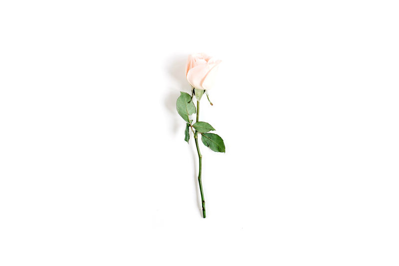 一朵白底米色玫瑰