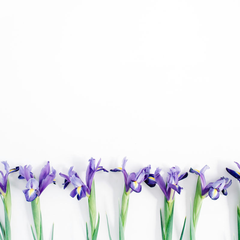 白色背景上美丽的紫色鸢尾花-平放-俯视图-博客、网站或社交媒体英雄形象