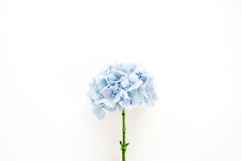 白底蓝色绣球花-平放-俯视图