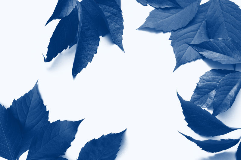 经典的蓝色色调框架，白色背景上有秋天的五颜六色的叶子。俯视图。把你的文字放平。时尚2020年色彩