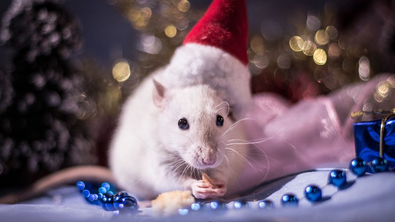 戴着圣诞帽的老鼠