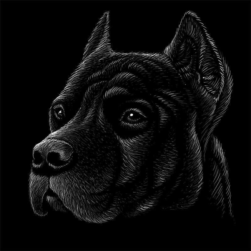 矢量标志狗或狼纹身或T恤设计或外观-可爱的狗或狼图案背景