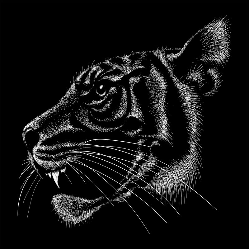 黑色背景上老虎的矢量白色图像