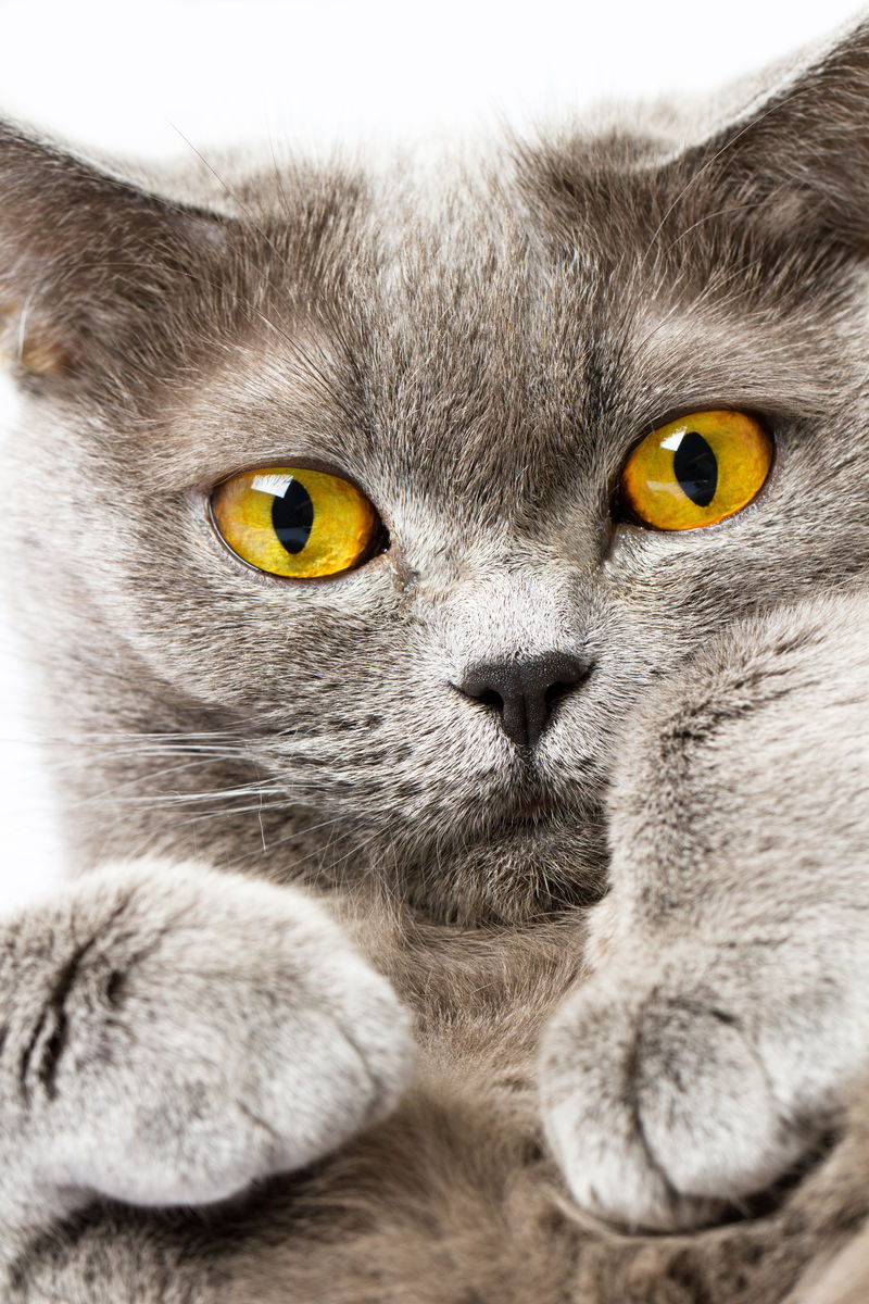 白底英国短毛猫图片素材 动物素材 Jpg图片格式 Mac天空素材下载