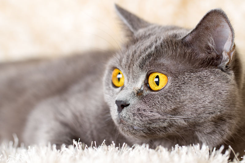 躺在浅色地毯上的灰色英国猫