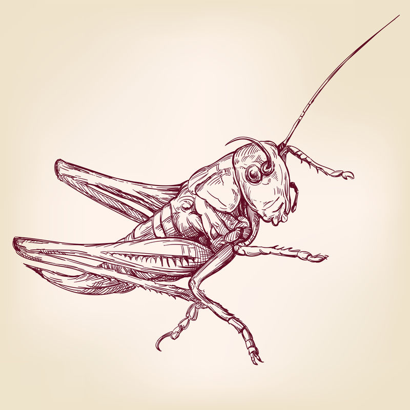 蝗虫或蚱蜢-昆虫手绘矢量插图写实素描