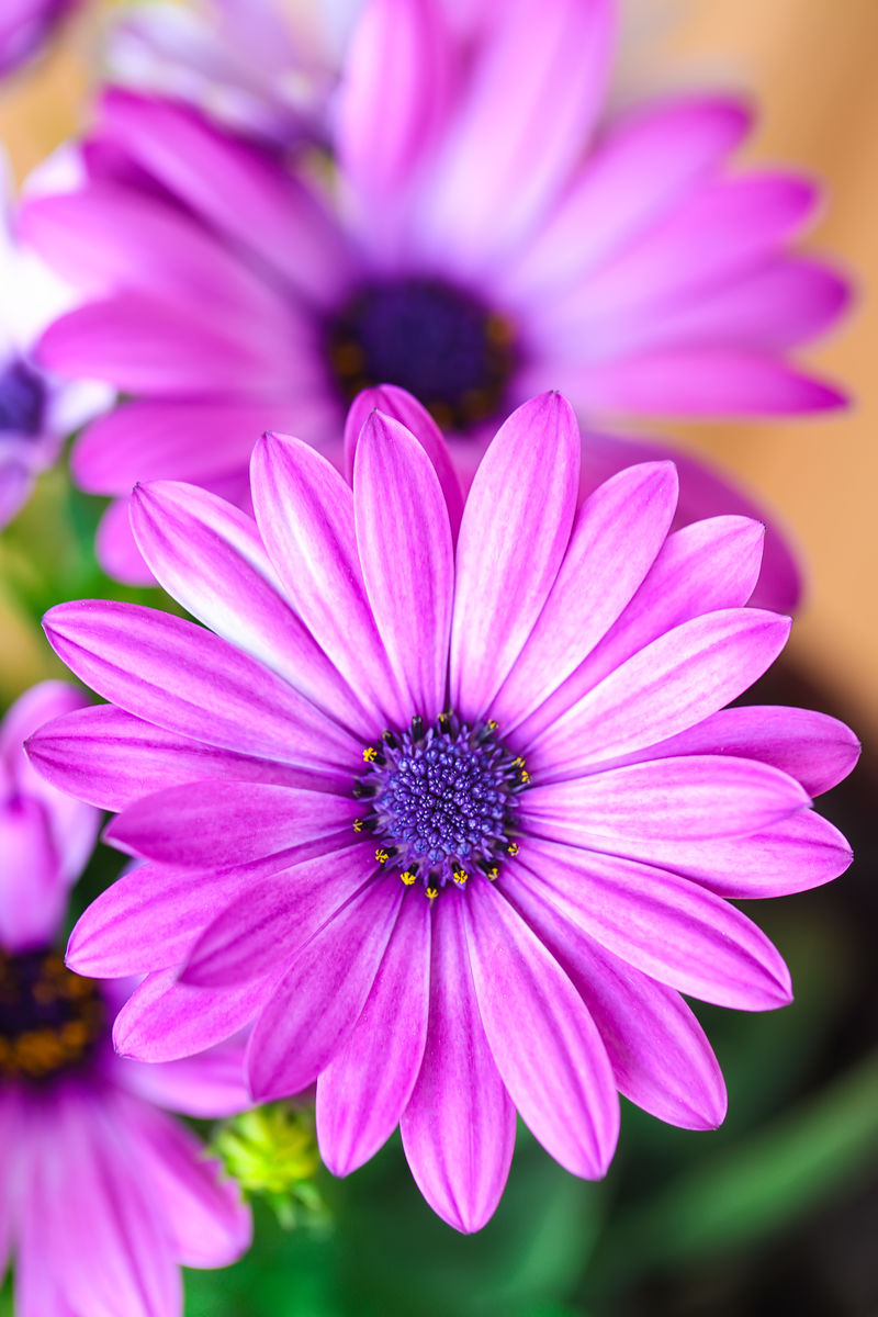 鲜艳美丽的紫色雏菊