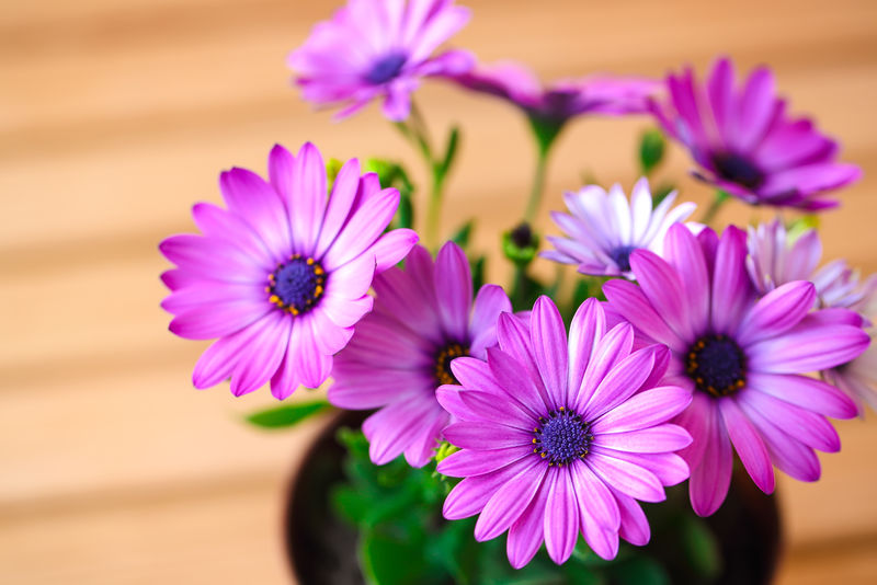 鲜艳美丽的紫色雏菊-浅景深