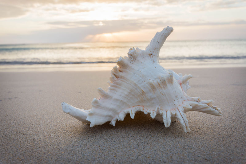 在落日的余晖下-贝壳躺在沙滩上