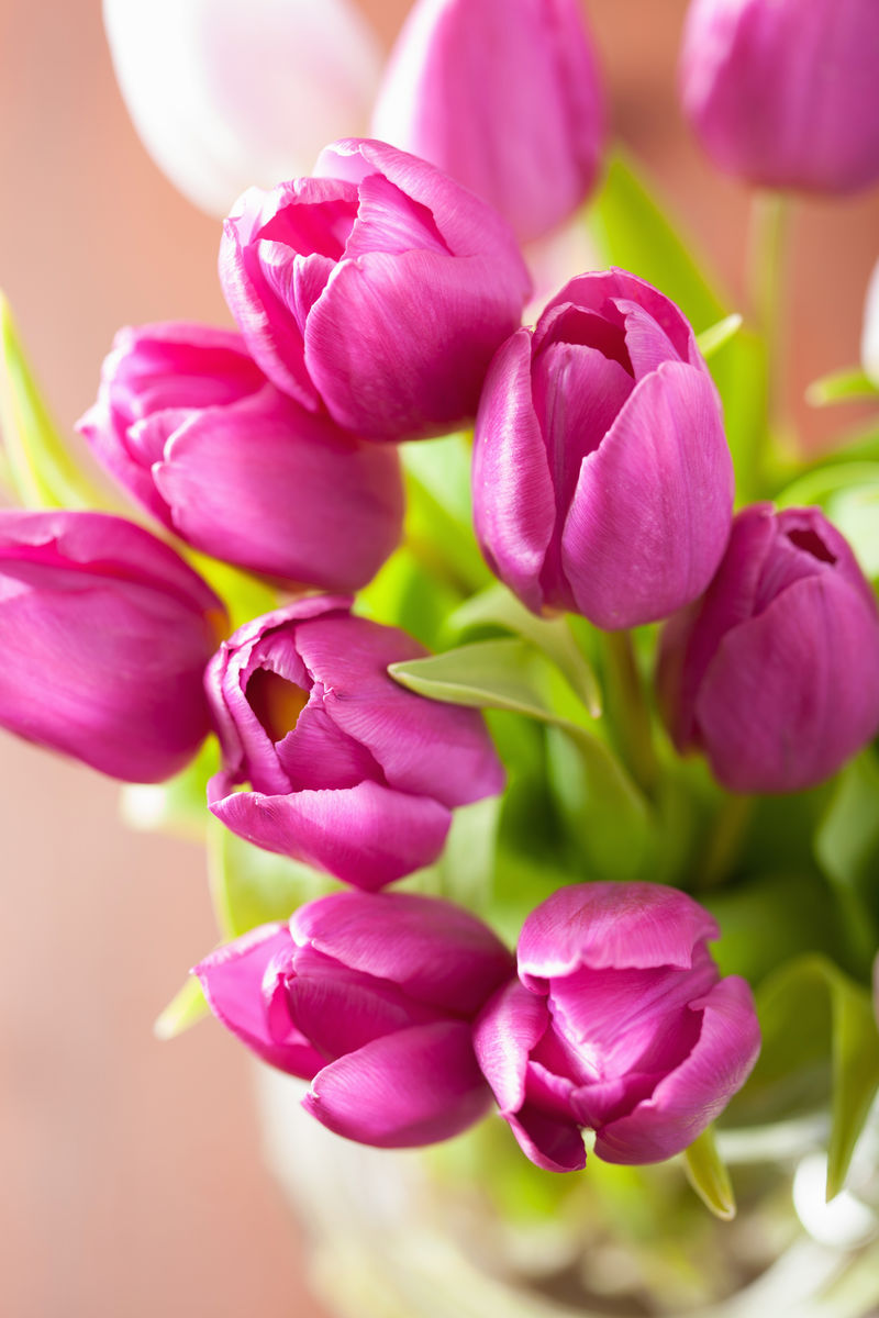 美丽的紫色郁金香花背景