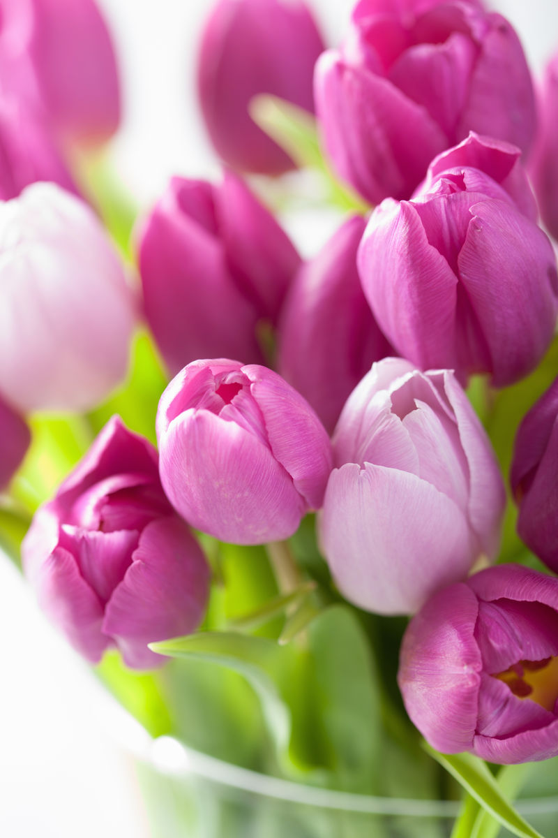 美丽的紫色郁金香花