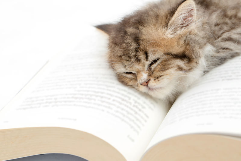 睡在书上的波斯小猫