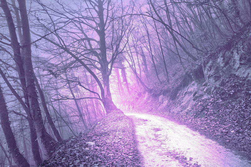 神奇的朦胧的紫色，宁静Pantone颜色光在神秘的森林的道路。