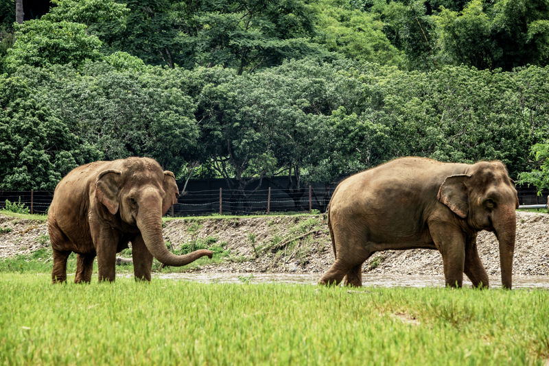 清迈的大象。泰国大象自然公园