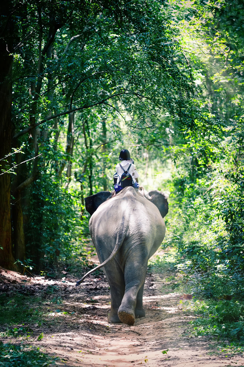 大象和骑在大象背上的学生