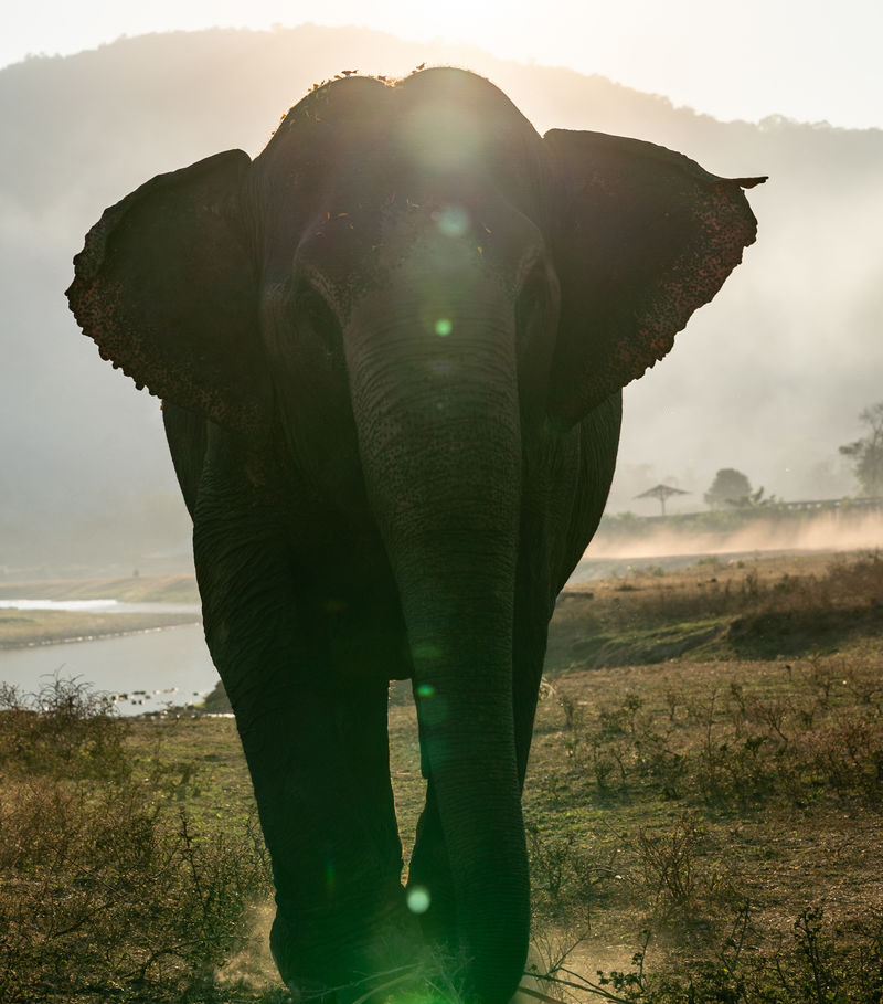 一头大象背着太阳行走。
