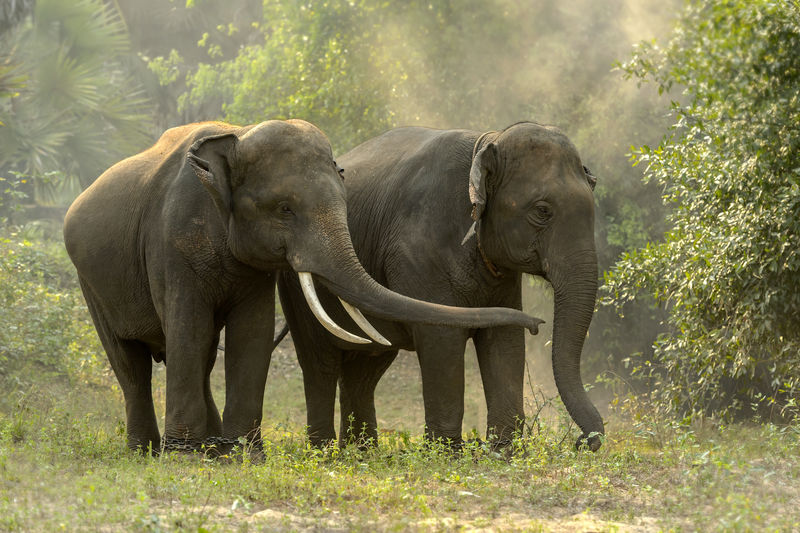 泰国大象生活在丛林中