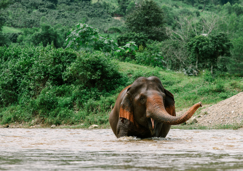 泰国森林深处的亚洲象