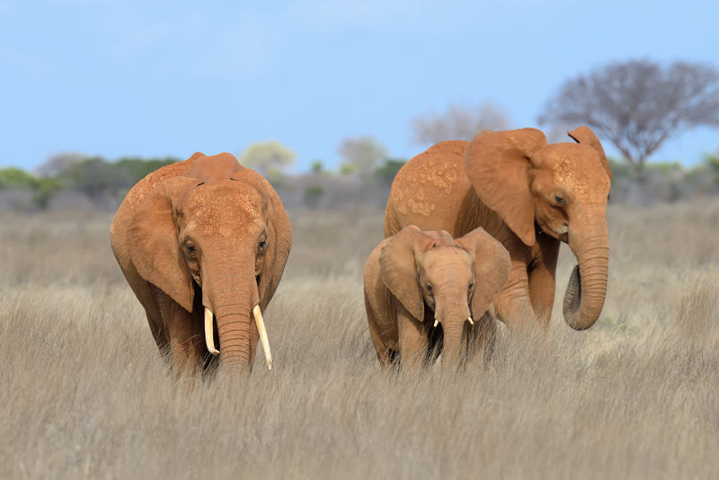 肯尼亚国家公园里的大象
