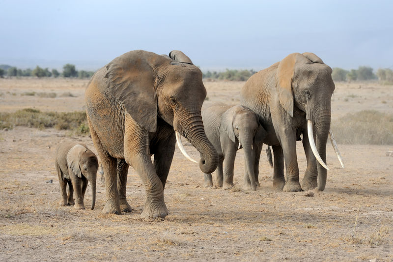 肯尼亚国家公园里的大象
