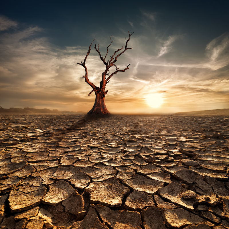 全球变暖概念。夜幕下孤独的枯树