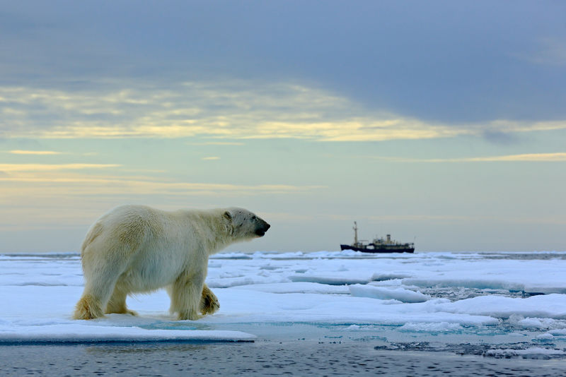 流冰上的北极熊