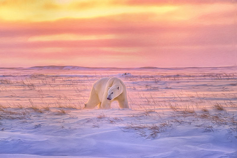 冰上北极熊