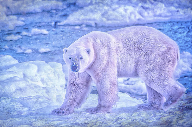 坐在雪地上的北极熊