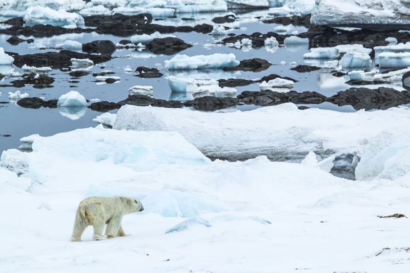 自然环境中的北极熊-北极