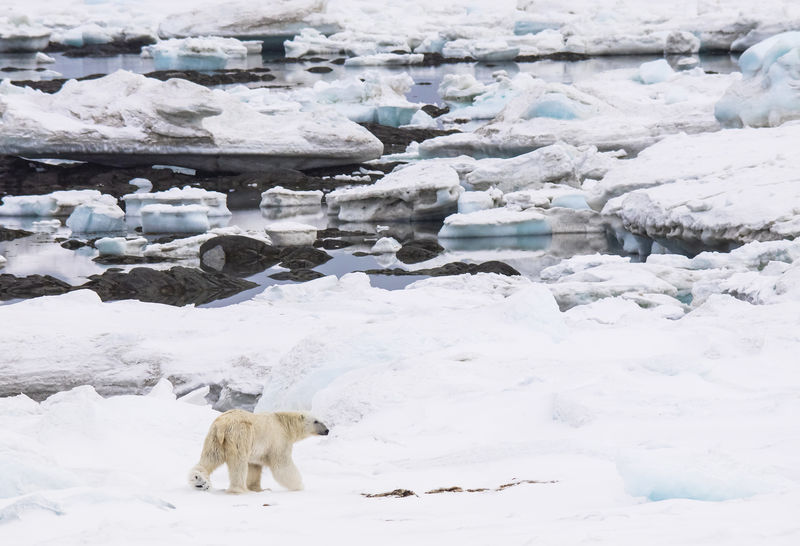 自然环境中的北极熊-北极