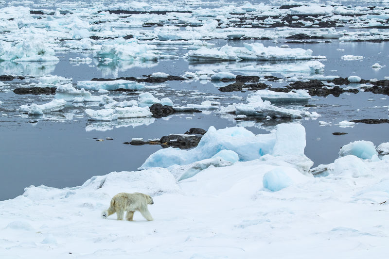 斯匹次卑尔根的北极之春-峡湾角日落地区的北极熊