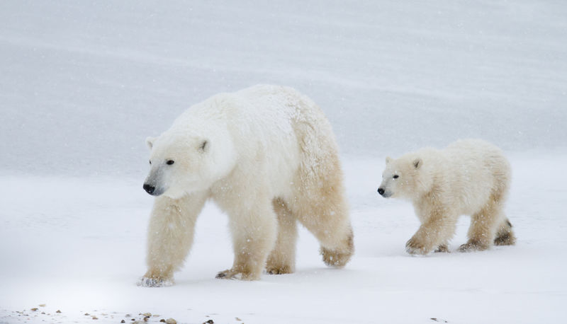 北极熊（Ursus maritimus）母亲和幼崽在斯瓦尔巴德岛北极挪威北部的浮冰上