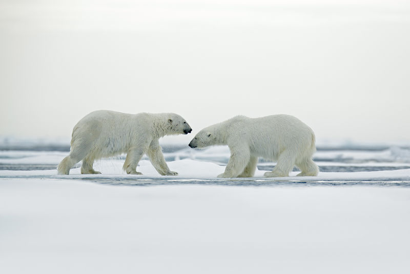 北极熊夫妇拥抱