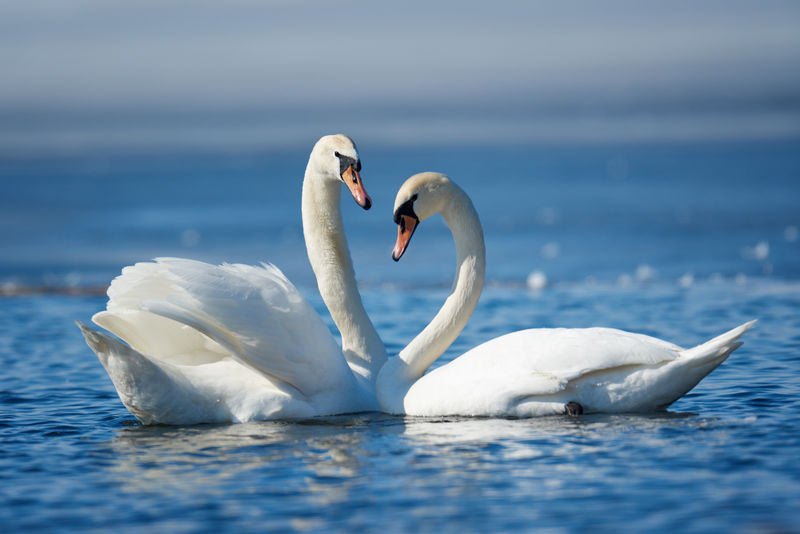 浪漫的两只天鹅，爱情的象征