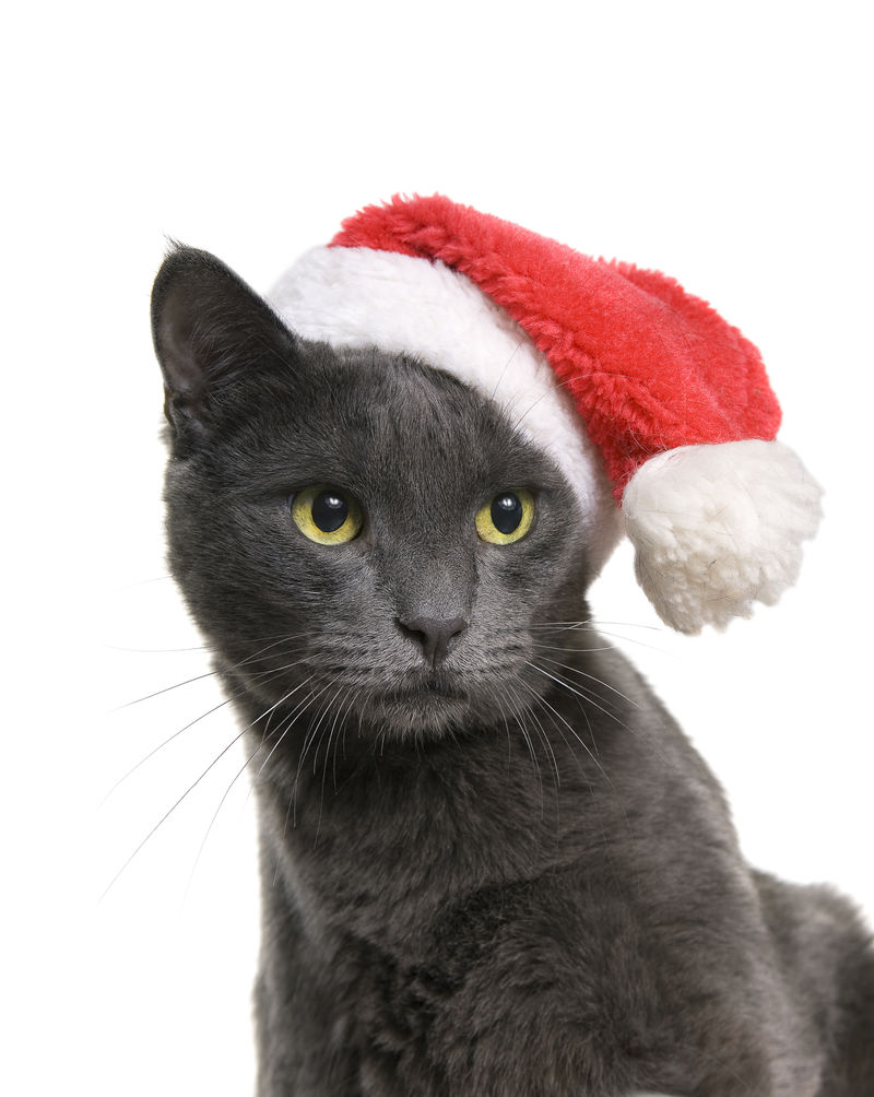 圣诞猫-灰猫圣诞老人，被隔离在白色背景上