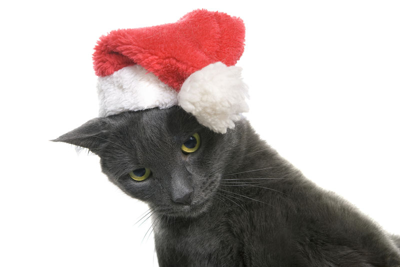 圣诞猫-灰猫圣诞老人