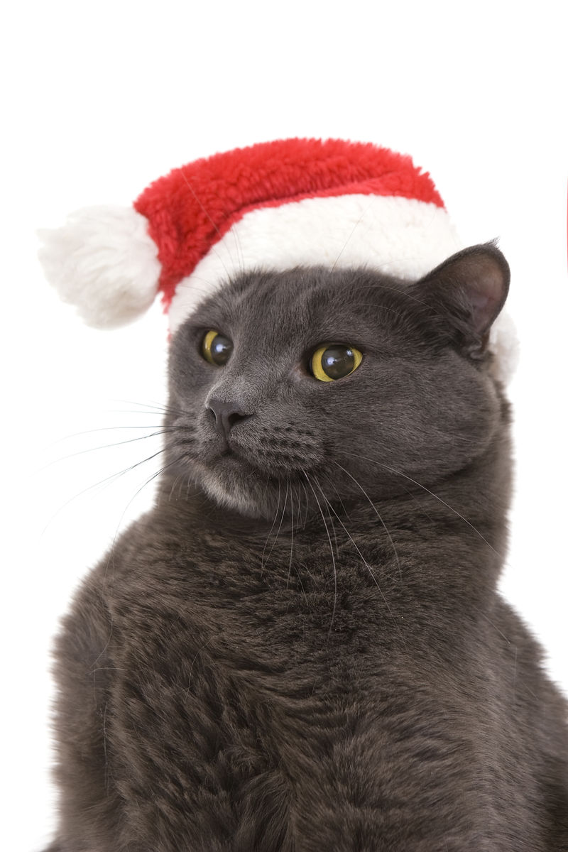 圣诞猫-灰猫圣诞老人，戴圣诞帽的圣诞宠物