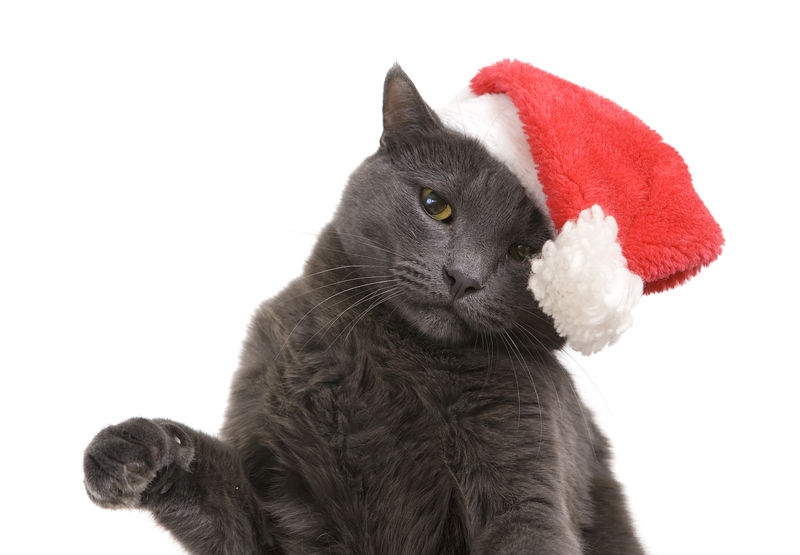 圣诞猫-灰猫圣诞老人，戴圣诞帽的圣诞宠物