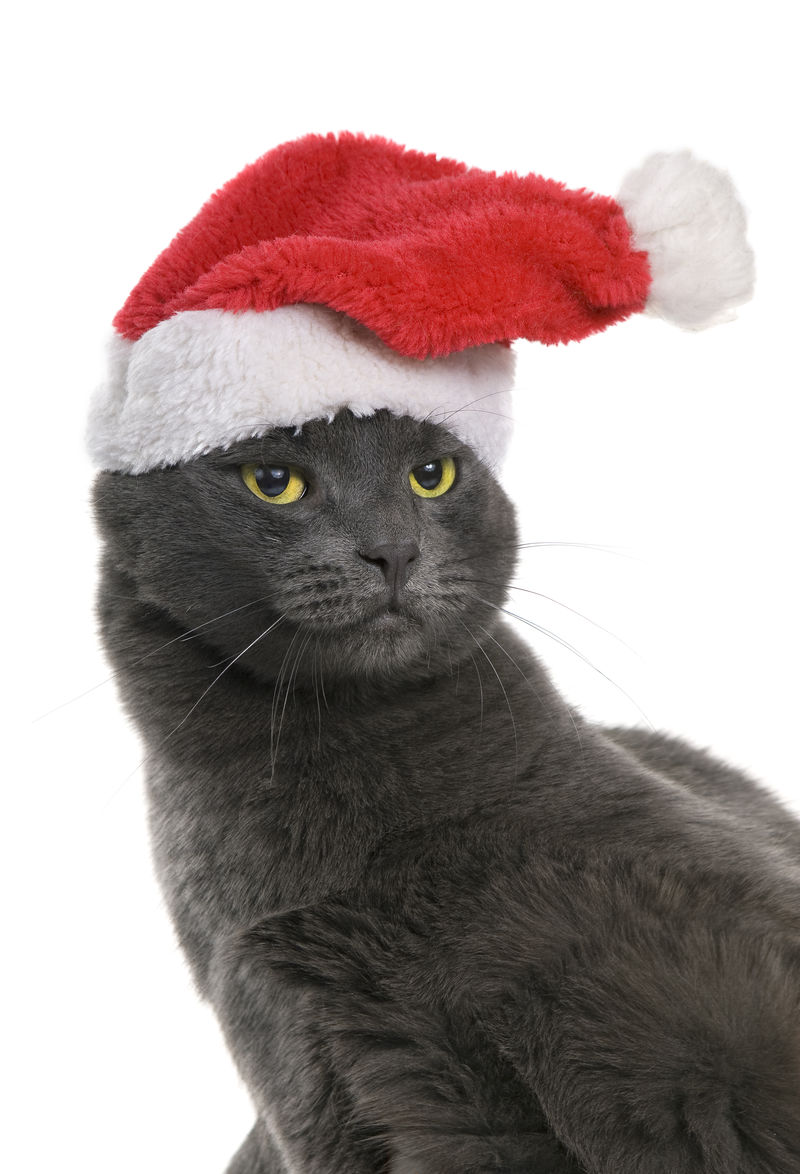 圣诞猫-灰猫圣诞老人，与世隔绝