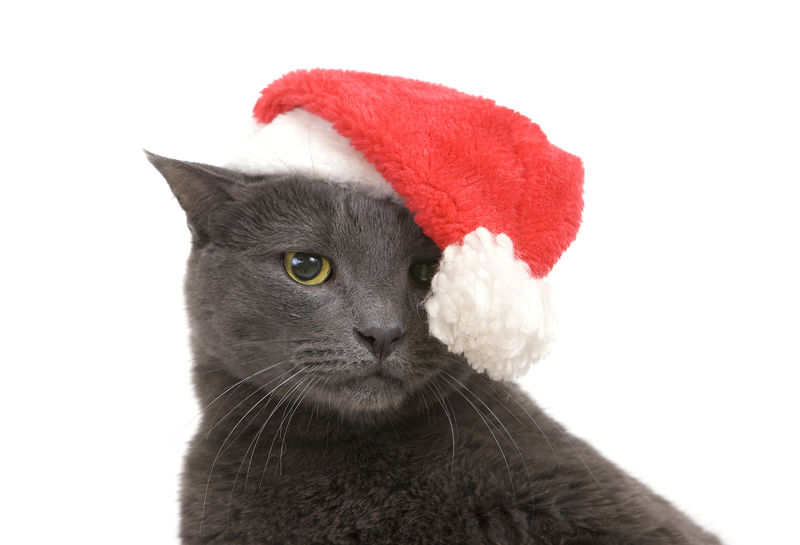 圣诞伤心猫-灰猫圣诞老人