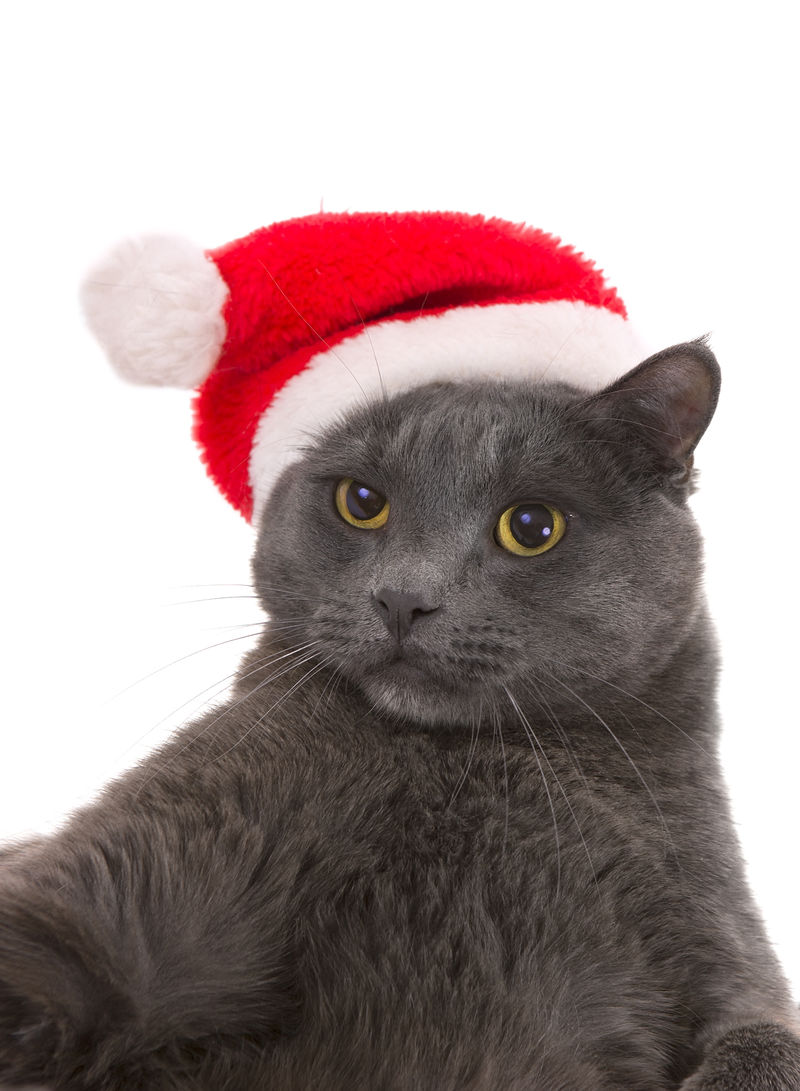 圣诞猫-灰猫圣诞老人，圣诞宠物与圣诞老人H