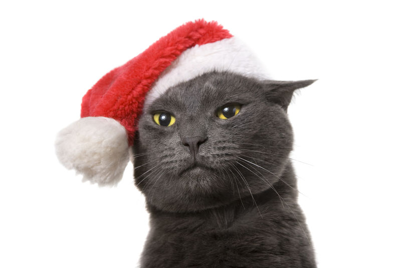 圣诞猫-灰猫圣诞老人，白色背景下与世隔绝