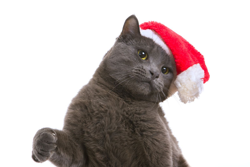 圣诞猫-灰猫圣诞老人，圣诞宠物与圣诞老人H