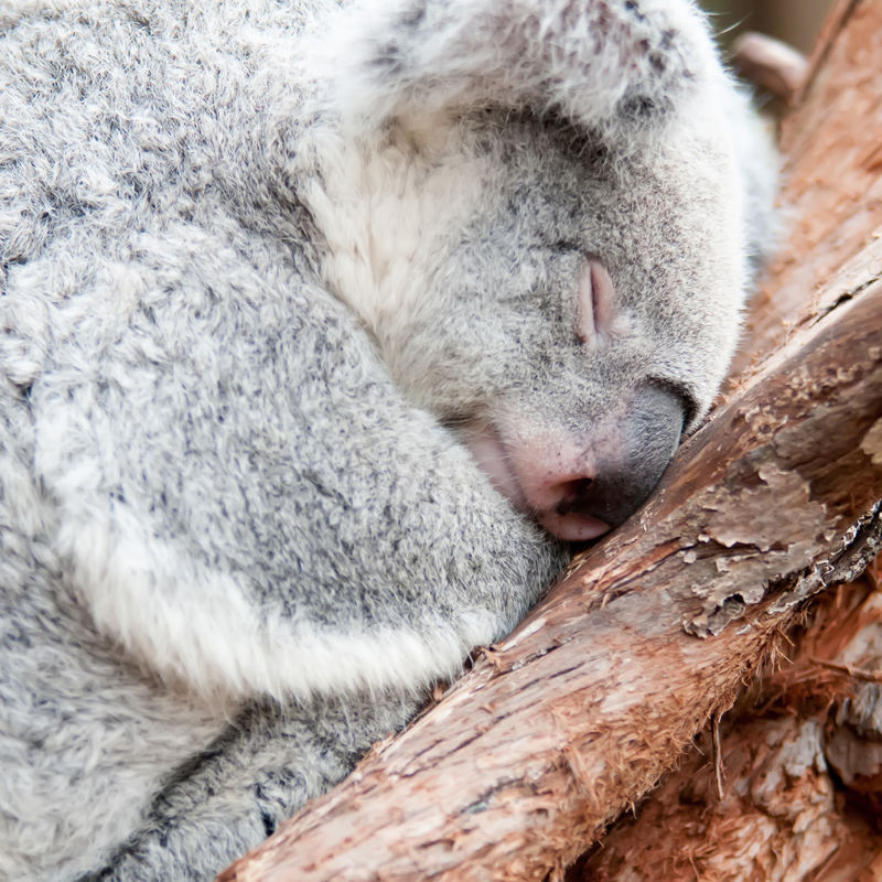 可爱的考拉熊在树上小睡