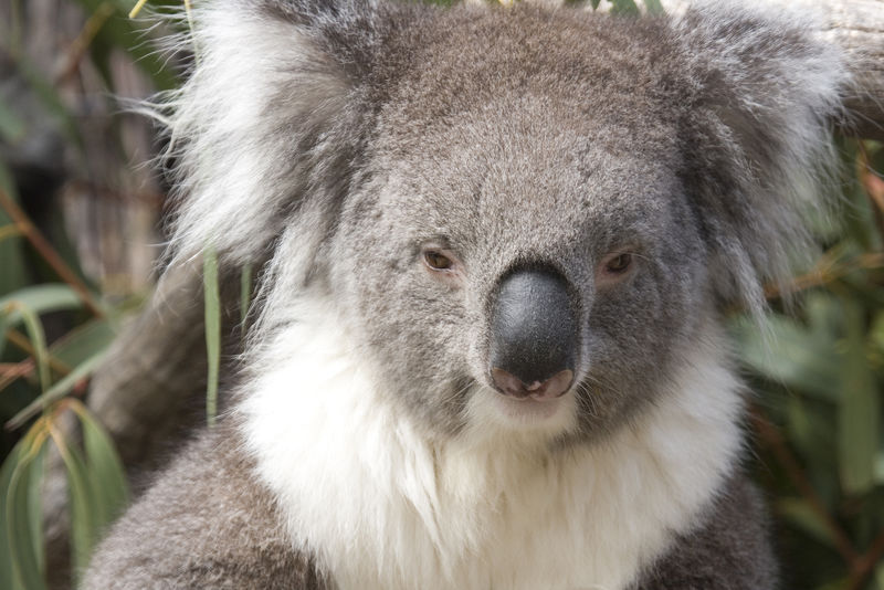 考拉坐落在澳大利亚的桉树上