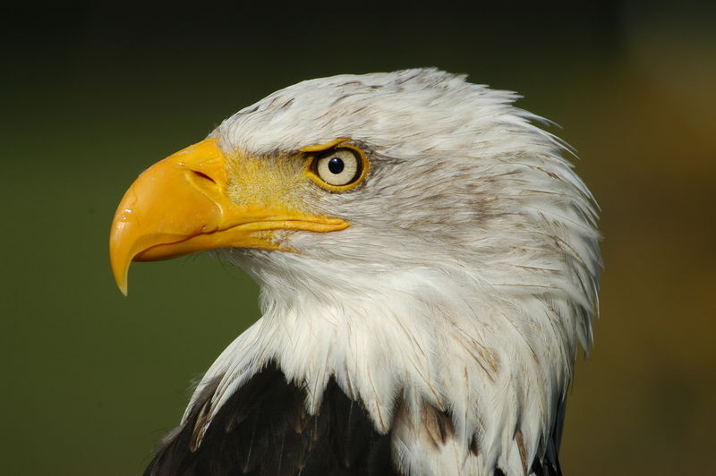 美国鹰的肖像。