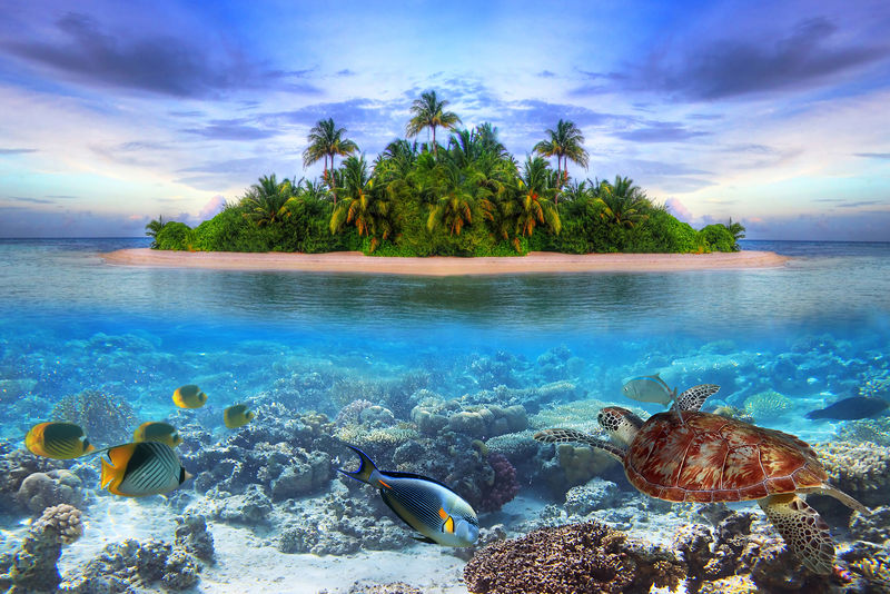 马尔代夫热带岛屿的海洋生物