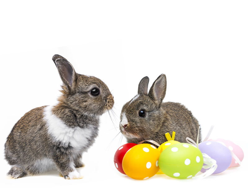 分离的小兔子和复活节彩蛋