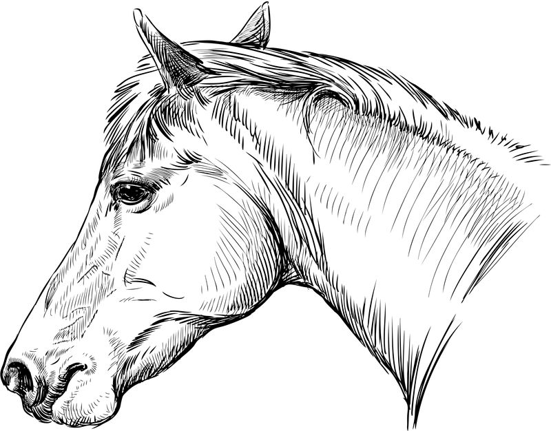 马的肖像